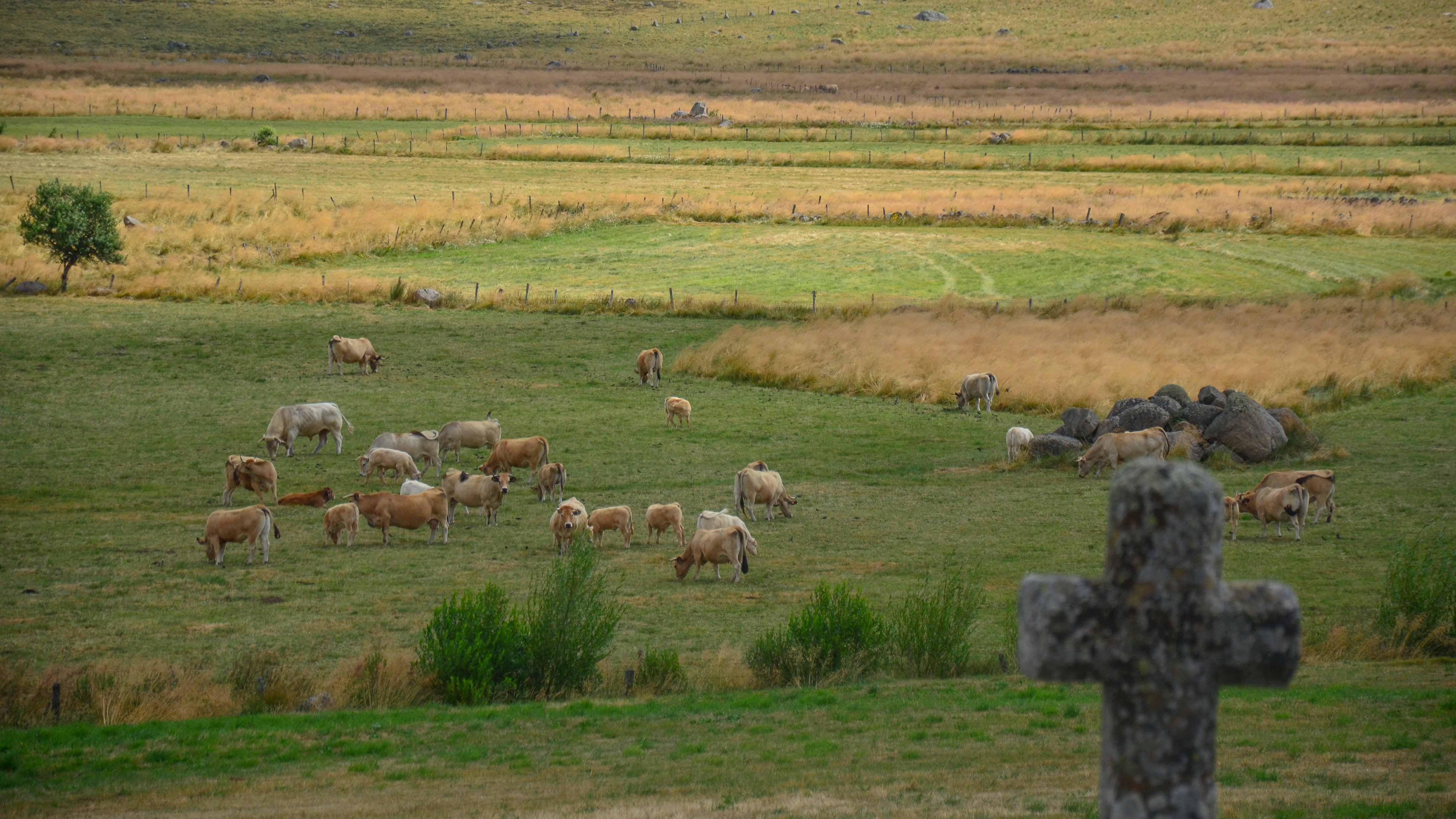 croix de pierre et troupeau de vaches aubrac