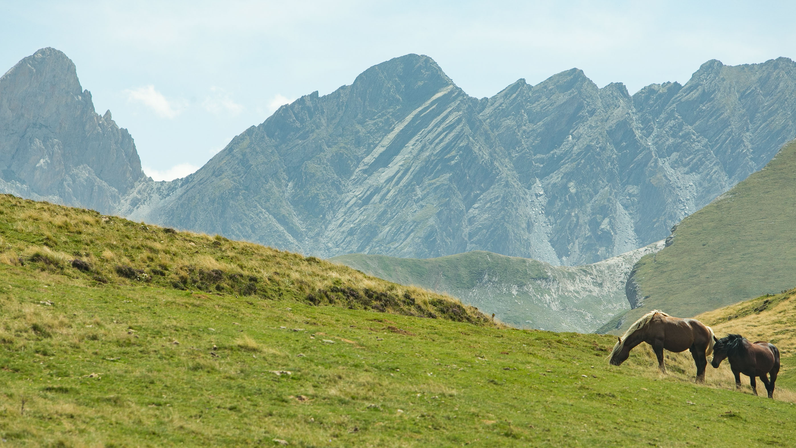 vue sur des chevaux avec en fond des montagne pyrénéennes