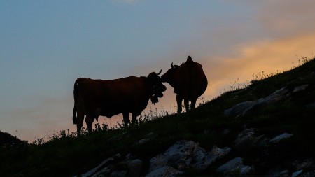 Image : Alpes : Le Grand Tour du Mont Blanc
