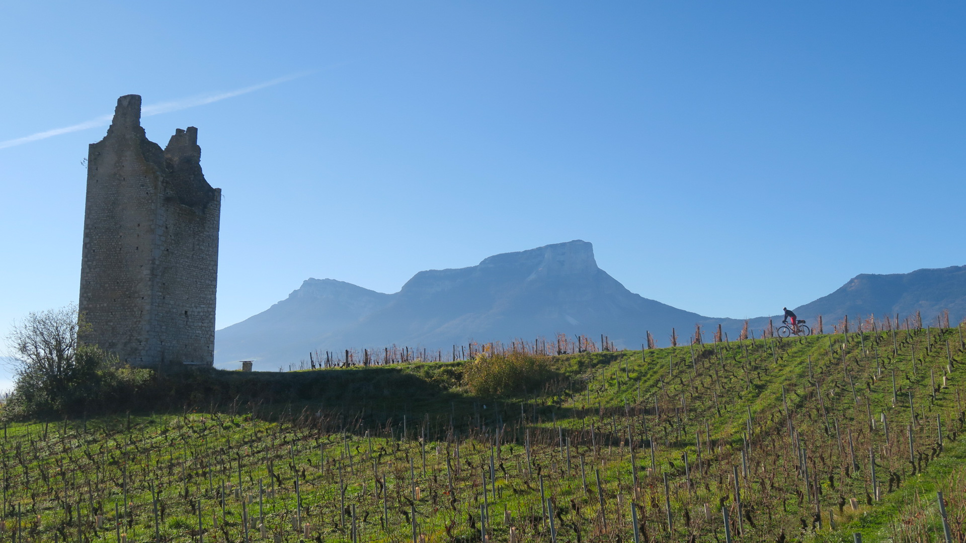 un cycliste arrive à la tour de Chignin au milieu des vignes en Savoie