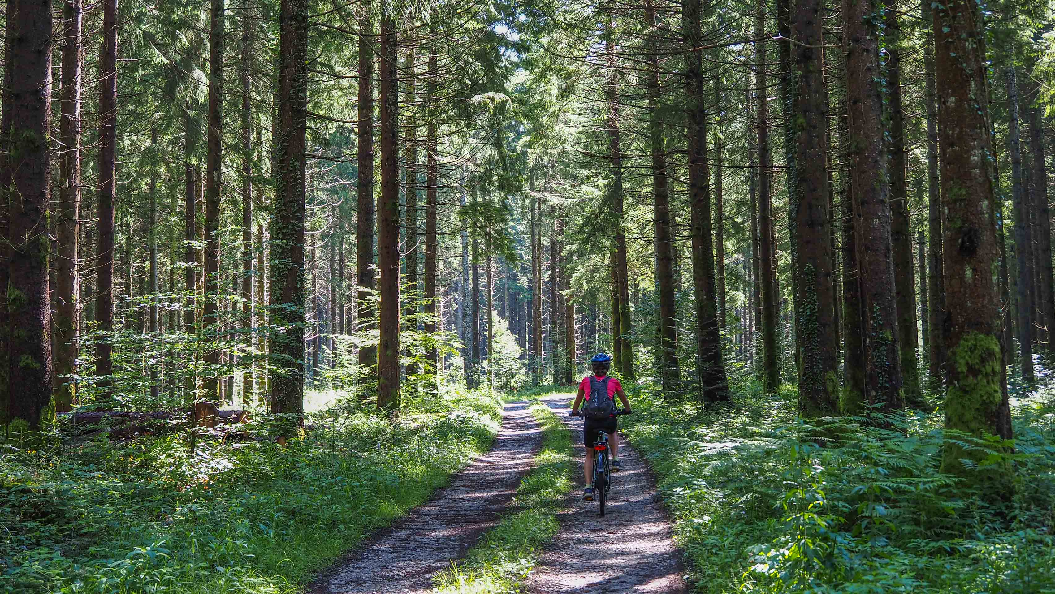 cycliste sur une piste forestière