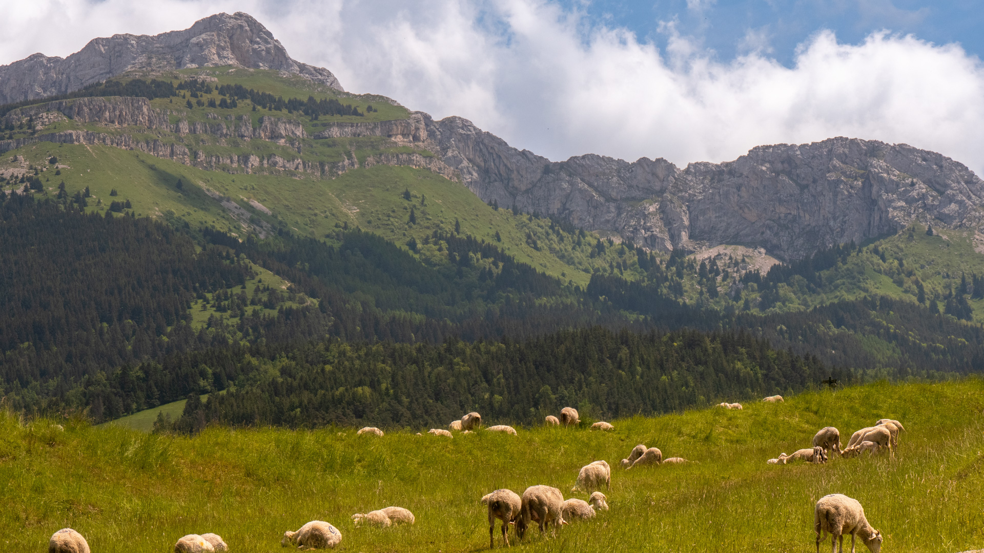 champs de moutons et vue sur les sommets du Vercors