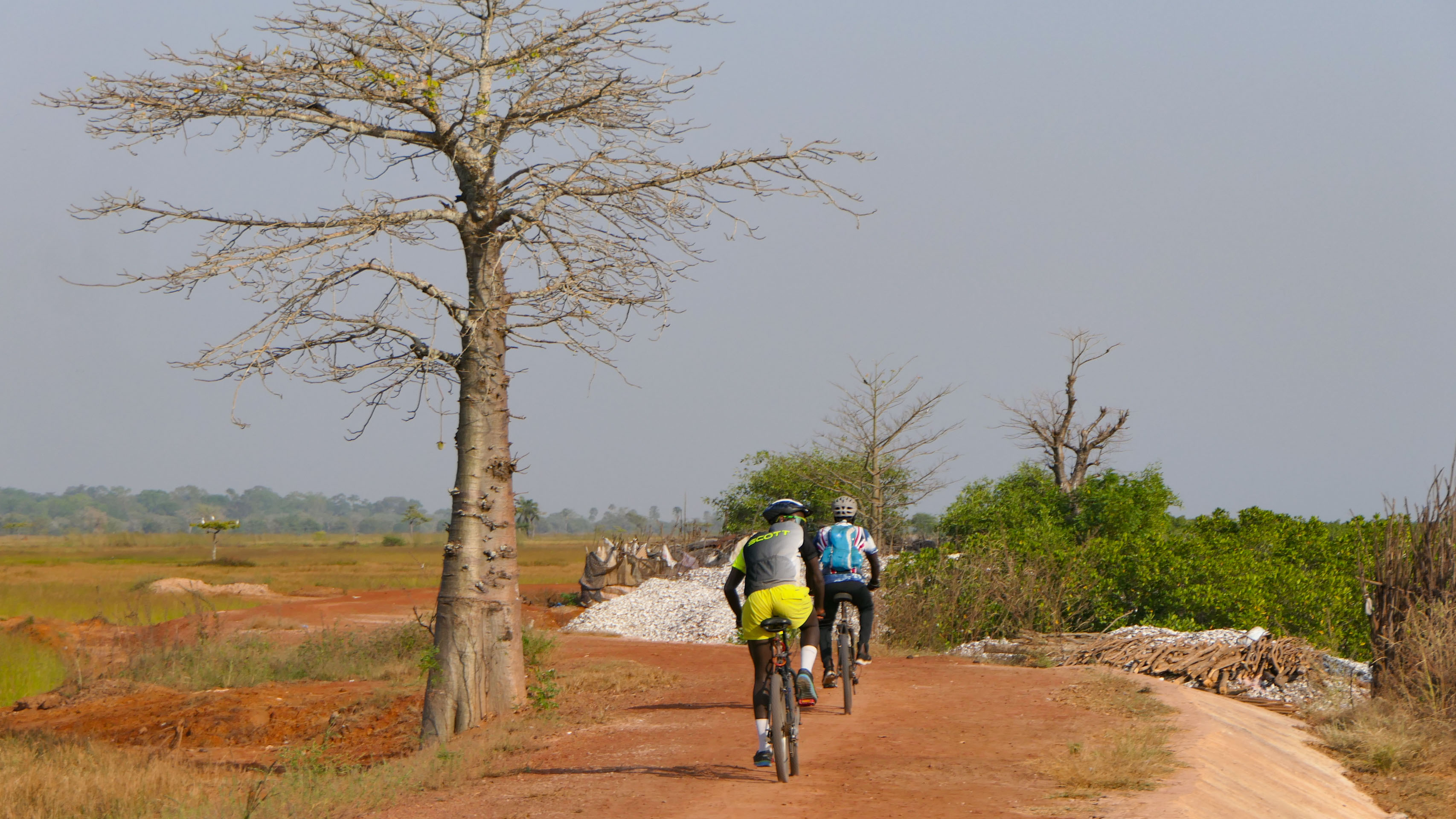 deux cyclistes pédalent à proximité d'un arbre typique des plaines de Casamance