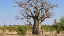 Sénégal : BOLONGS ET FORÊTS DE CASAMANCE EN FAMILLE