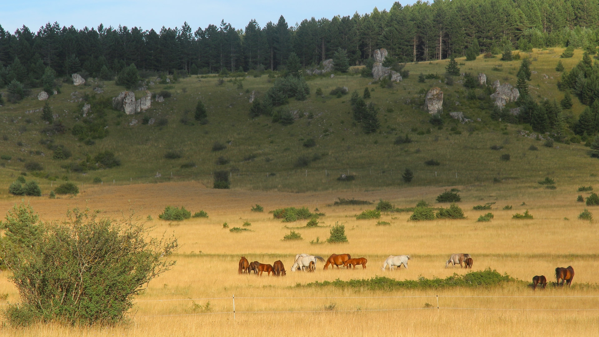 Prairie jaunie des causses avec les chevaux de Przewalski