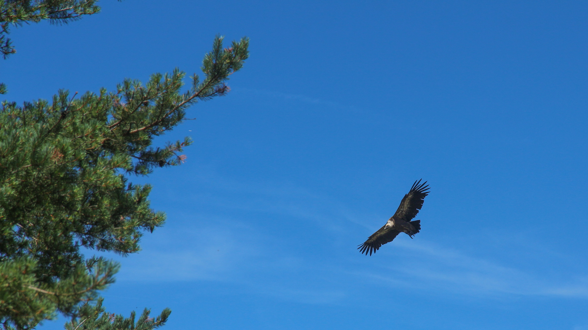 Vautour fauve vole dans un ciel bleu